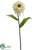 Zinnia Spray - Cream - Pack of 12