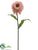 Zinnia Spray - Pink Cream - Pack of 12