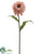 Zinnia Spray - Pink Cream - Pack of 12