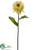 Zinnia Spray - Yellow Soft - Pack of 12