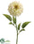 Zinnia Spray - Cream - Pack of 12