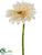 Gerbera Daisy Stem - Beige - Pack of 36