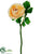 Small Ranunculus Stem - Beige - Pack of 36