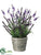 Lavender - Lavender - Pack of 4