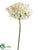 Agapanthus Spray - White - Pack of 12