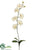 Phalaenopsis Orchid Spray - Cream - Pack of 12