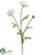 Ranunculus Spray - White - Pack of 12