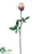 Rose Bud Spray - Cream Beauty - Pack of 12