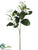 Stephanotis Spray - White - Pack of 48