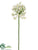 Agapanthus Spray - Cream - Pack of 6