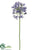 Agapanthus Spray - Purple - Pack of 6