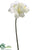 Mini Amaryllis Spray - Cream - Pack of 24