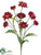 Mini Aster Spray - Burgundy - Pack of 12