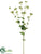 Bupleurum Spray - Green - Pack of 12