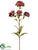 Honey Berry Spray - Burgundy Two Tone - Pack of 12