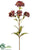 Honey Berry Spray - Burgundy Two Tone - Pack of 12