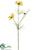 Mini Jardin Pequeno Cosmos Spray - Yellow - Pack of 12