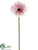 Gerbera Daisy Spray - Pink Two Tone - Pack of 12