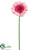 Gerbera Daisy Spray - Pink Two Tone - Pack of 12