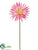 Spider Gerbera Daisy Spray - Pink Hot - Pack of 36