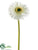 Gerbera Daisy Spray - Cream - Pack of 24