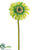 Gerbera Daisy Spray - Green Soft - Pack of 24