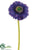 Gerbera Daisy Spray - Purple Dark - Pack of 24