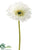 Large Gerbera Daisy Spray - Cream - Pack of 24