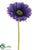 Large Gerbera Daisy Spray - Purple Dark - Pack of 24