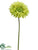 Gerbera Daisy Spray - Green - Pack of 12