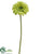 Gerbera Daisy Spray - Green - Pack of 12