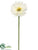 Gerbera Daisy Spray - Cream - Pack of 24