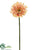 Gerbera Daisy Spray - Peach White - Pack of 24