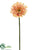 Gerbera Daisy Spray - Peach White - Pack of 24