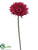 Spider Gerbera Daisy Spray - Beauty - Pack of 12