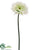 Spider Gerbera Daisy Spray - Cream - Pack of 12