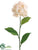 Hydrangea Spray - Cream - Pack of 6