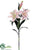 Casablanca Lily Spray - Cream Green Pink Green - Pack of 6