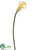 Calla Lily Spray - Cream - Pack of 12