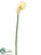 Calla Lily Spray - Cream - Pack of 12