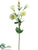 Lisianthus Spray - Green - Pack of 12