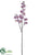 Phalaenopsis Orchid Spray - Orchid - Pack of 12