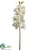 Cymbidium Orchid Spray - Cream Burgundy - Pack of 6