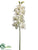 Cymbidium Orchid Spray - Cream Burgundy - Pack of 6