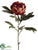 Peony Spray - Coffee - Pack of 12