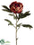 Peony Spray - Coffee - Pack of 12