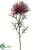 Wild Protea Spray - Burgundy - Pack of 24