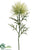 Wild Protea Spray - Green Light - Pack of 24