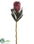 Queen Protea Spray - Burgundy - Pack of 12