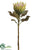 Protea Spray - Green - Pack of 12